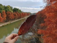 -上海海湾国家森林公园