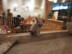 -藏猫猫咖啡主题馆(中央大道店)