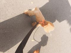 -佳雯宠物医院(四明中路分院)