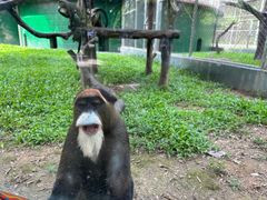 -深圳野生动物园