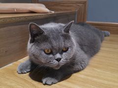 -啵啵喵·猫咖(攀华国际店)