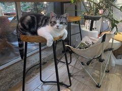 -李小姐の猫咖啡馆(五角场店)