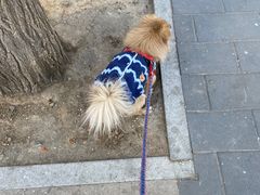 -北京观赏动物医院·24小时大型综合·猫专科·异宠专科