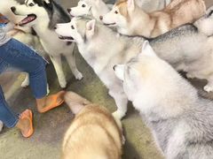 -TrueLove @ Neverland (Husky Cafe)