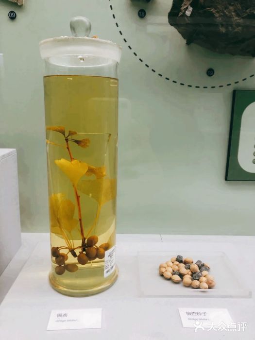 国家自然博物馆图片