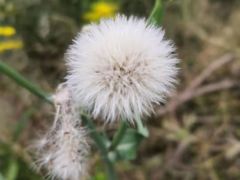 -春花秋色城市公园