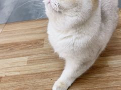 -青奢宠物·青奢猫舍