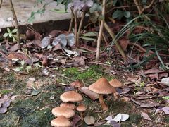 -铁山坪森林公园