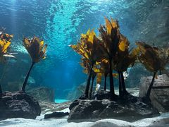 -凯莉-塔尔敦海洋生物水族馆