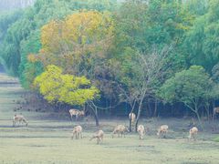 -溱湖国家湿地公园