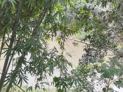 -基诺山寨.版纳民族特色菜