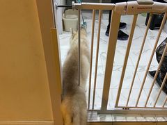 -Husky Go! 哈士奇体验馆·宠物咖啡厅狗咖