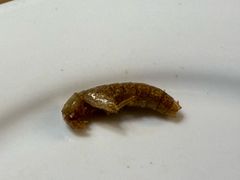 -了能菜·传统特色粤菜·虫宴