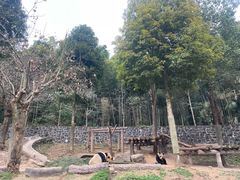 -都江堰中华大熊猫苑