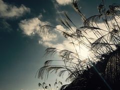 -紫鹊界梯田景区