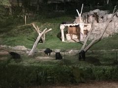 -清迈夜间动物园