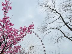 -顾村公园