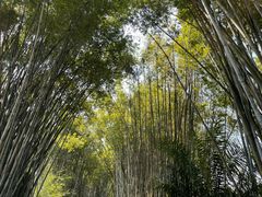 -海南热带野生动植物园
