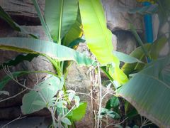 -观唐（国际）度假村温泉