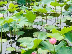 -荷塘月色湿地公园·向阳花洲