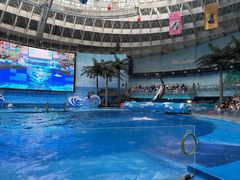 -海合安成都极地海洋公园