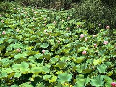 -昆山城市生态森林公园