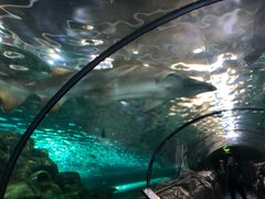 -悉尼海洋生物水族馆