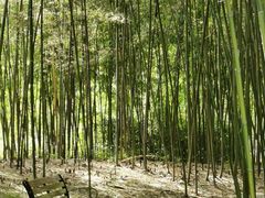 -青枫公园