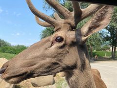 -北京野生动物园