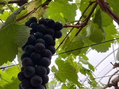 -海堤葡萄园中小学生研学基地