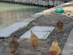 -阳澄湖半岛旅游度假区