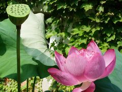 -陈家山荷花公园