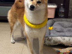 -瑞鹏宠物医院·骨科·猫科·内科(第一中心)