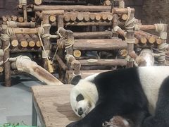 -东莞香市动物园