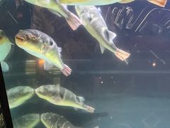 -肆月河豚·淮扬菜·湘菜(华天店)