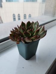 点击看大图 -雍禾植发