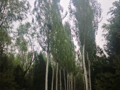 -森林公园(尖草坪区)