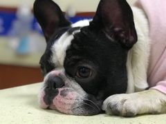 -艾贝尔宠物医院·狂犬免疫点(江山金象城店)