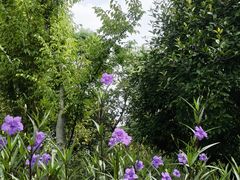 -昆山城市生态森林公园