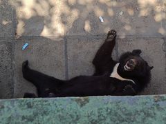 -西霞口神雕山野生动物世界