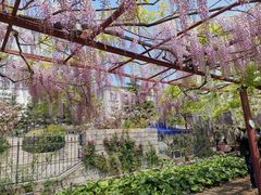 -嘉定紫藤园