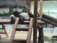 -西安秦岭野生动物园