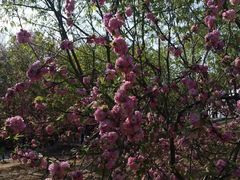 -桃花堤公园