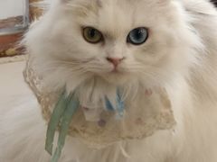 -共舞时光猫咖·狗咖(新街口店)