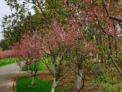 -上海海湾国家森林公园