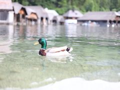 -柯尼希湖