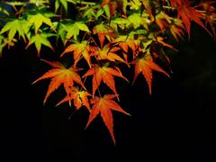 -遵化市禅林寺古银杏风景园