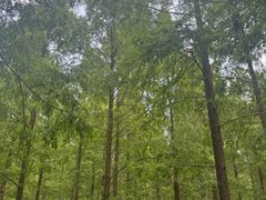 -黄海国家森林公园