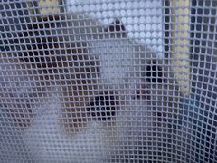 -爱洗澡的猫(望京店)