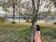 -高东镇樱花园